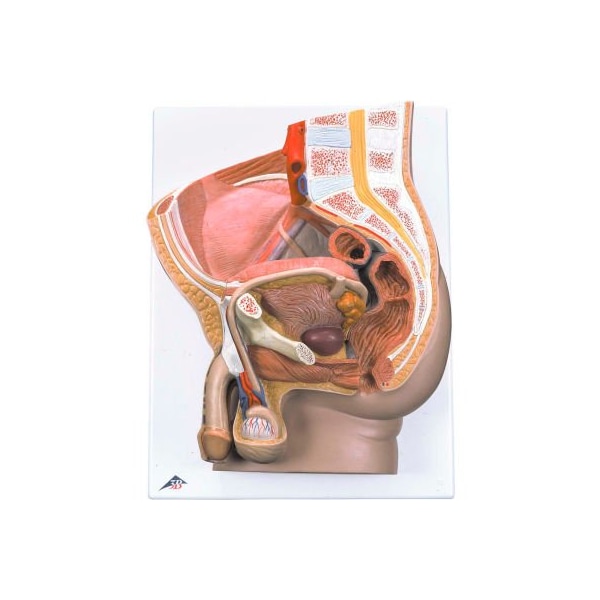 3B Anatomical Model - Male Pelvis, 2-Part